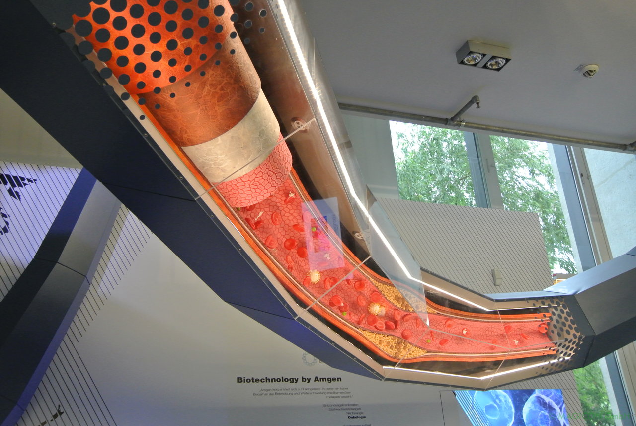 AMGEN_Blutbahn Arterie 22 AMGEN_Blutbahn Arterie 22