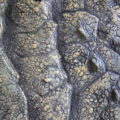 Further_Drache36