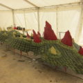 Further_Drache37