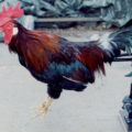 Rooster 06