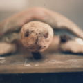 Schildkröte 02