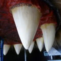 DWK6_Monsterkugel 14
