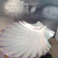 conch_10