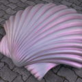 conch_9